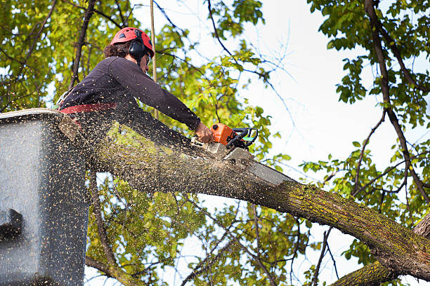 Residential Tree Removal in Norway, MI